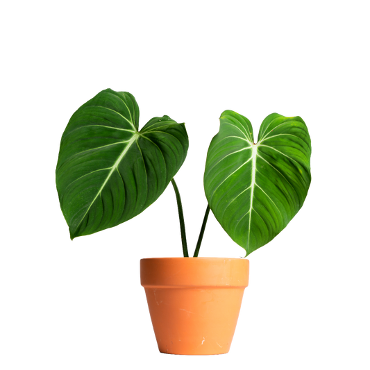 Philodendron