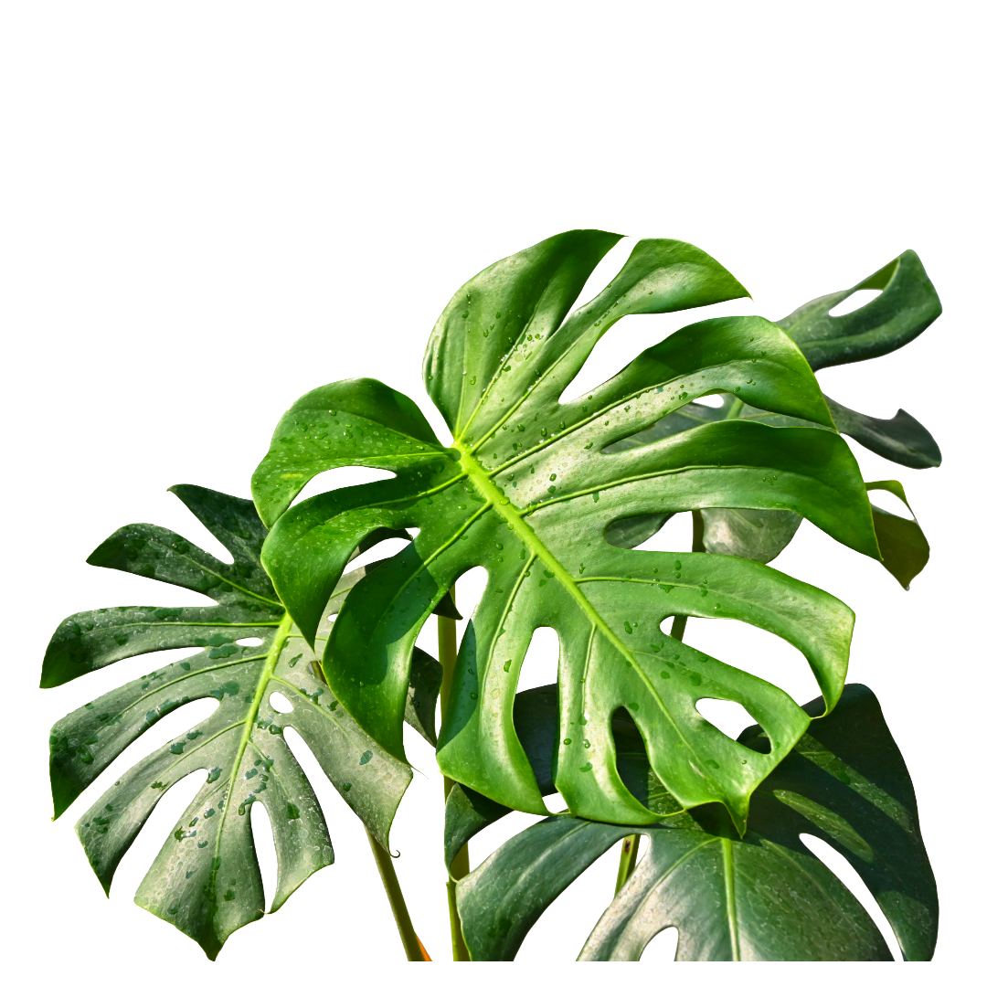 Monstera
