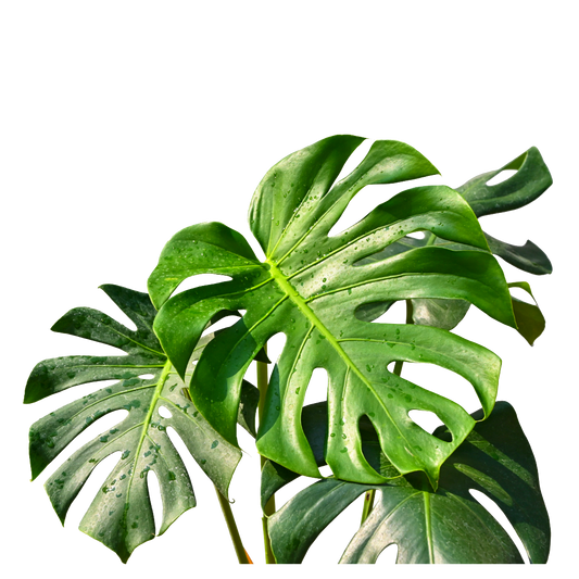 Monstera