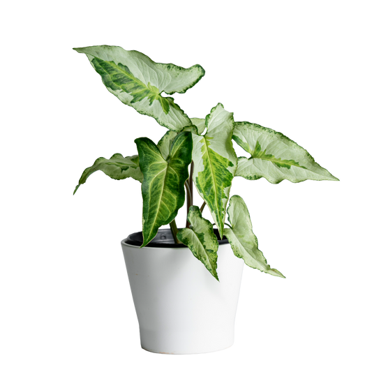 Syngonium