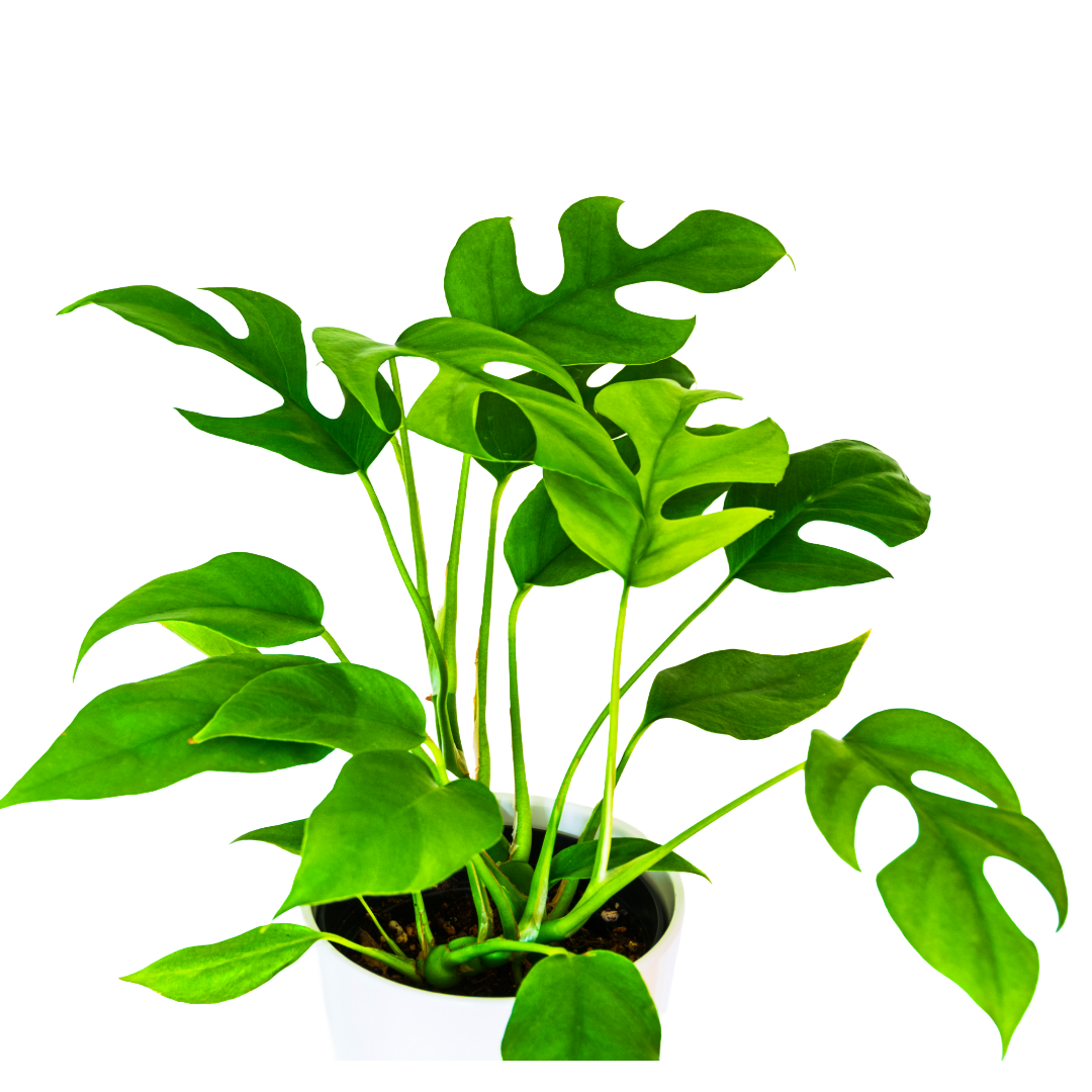 Rhaphidophora
