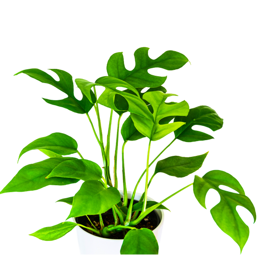 Rhaphidophora