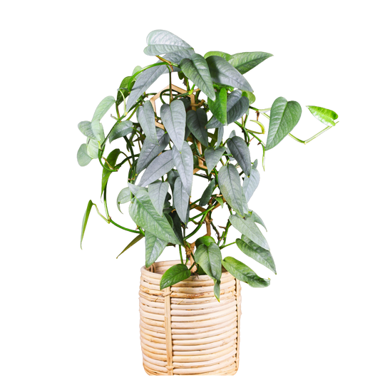 Epipremnum