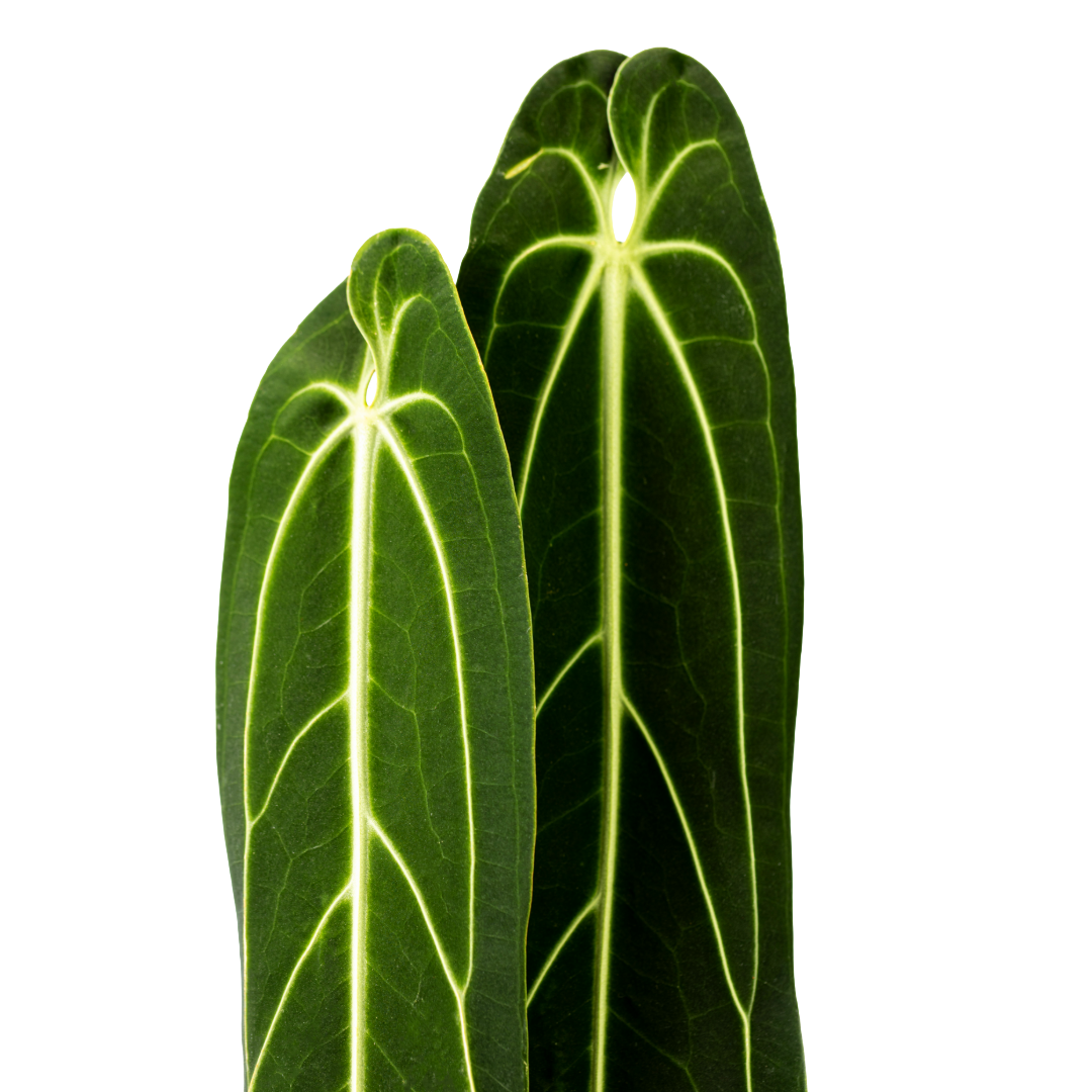 Anthurium  Blattmanufaktur