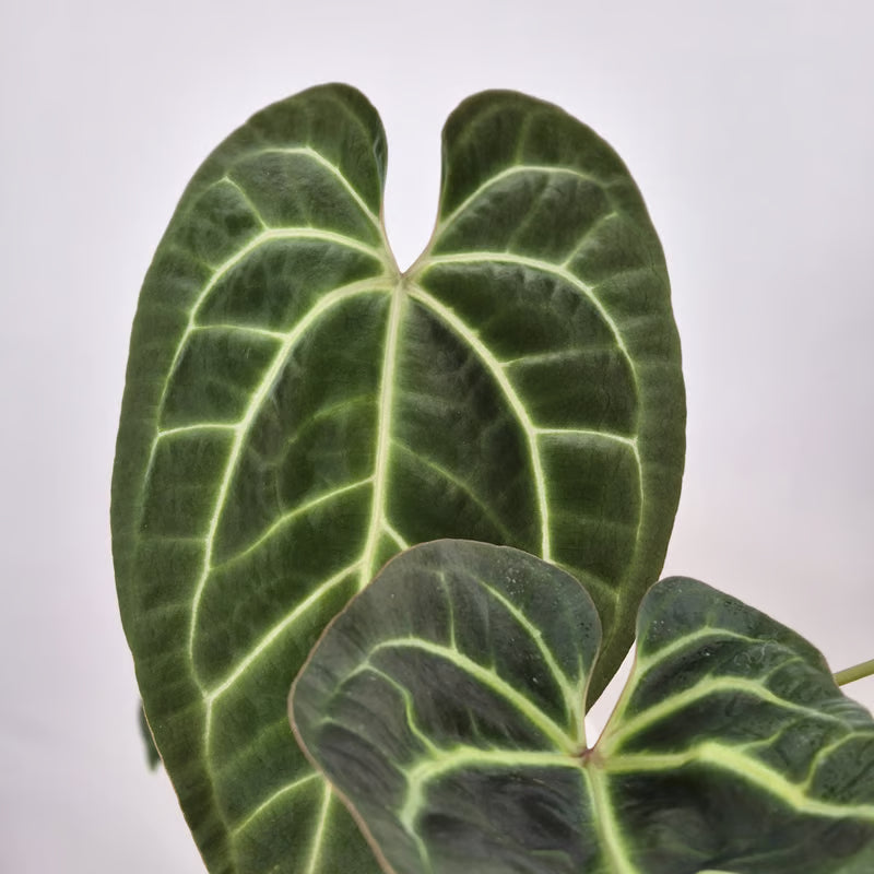 Anthurium