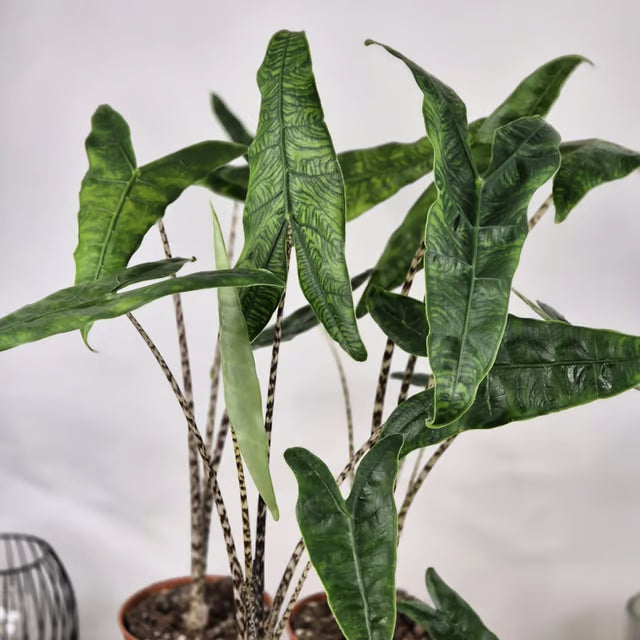 Alocasia