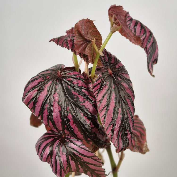 Begonia