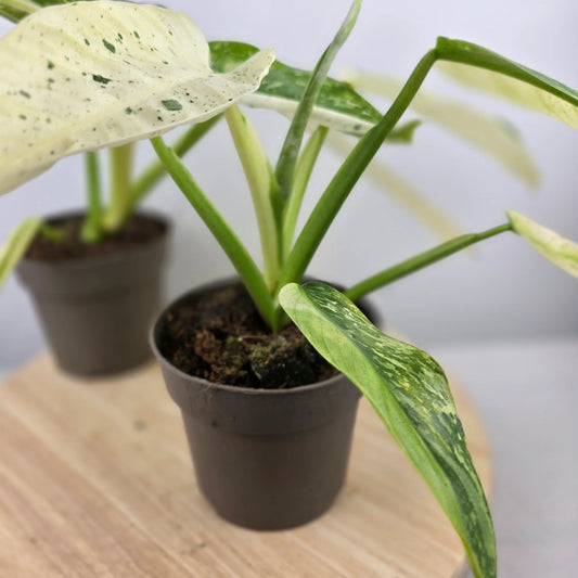 Philodendron 'Jose Buono'