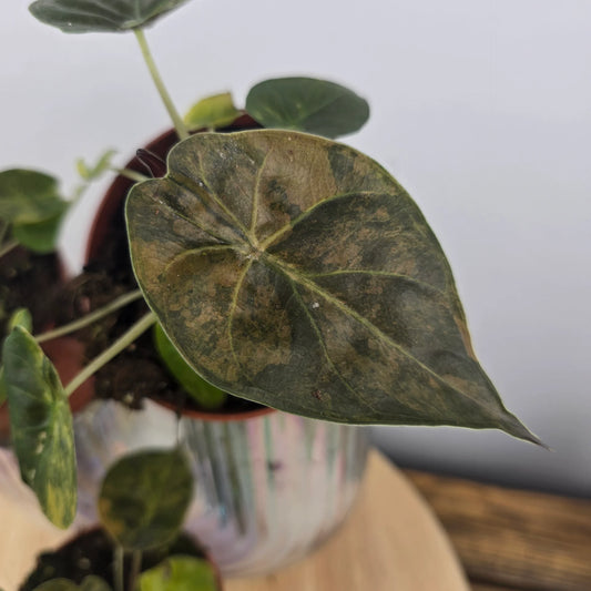 Alocasia wentii 'Aurea'