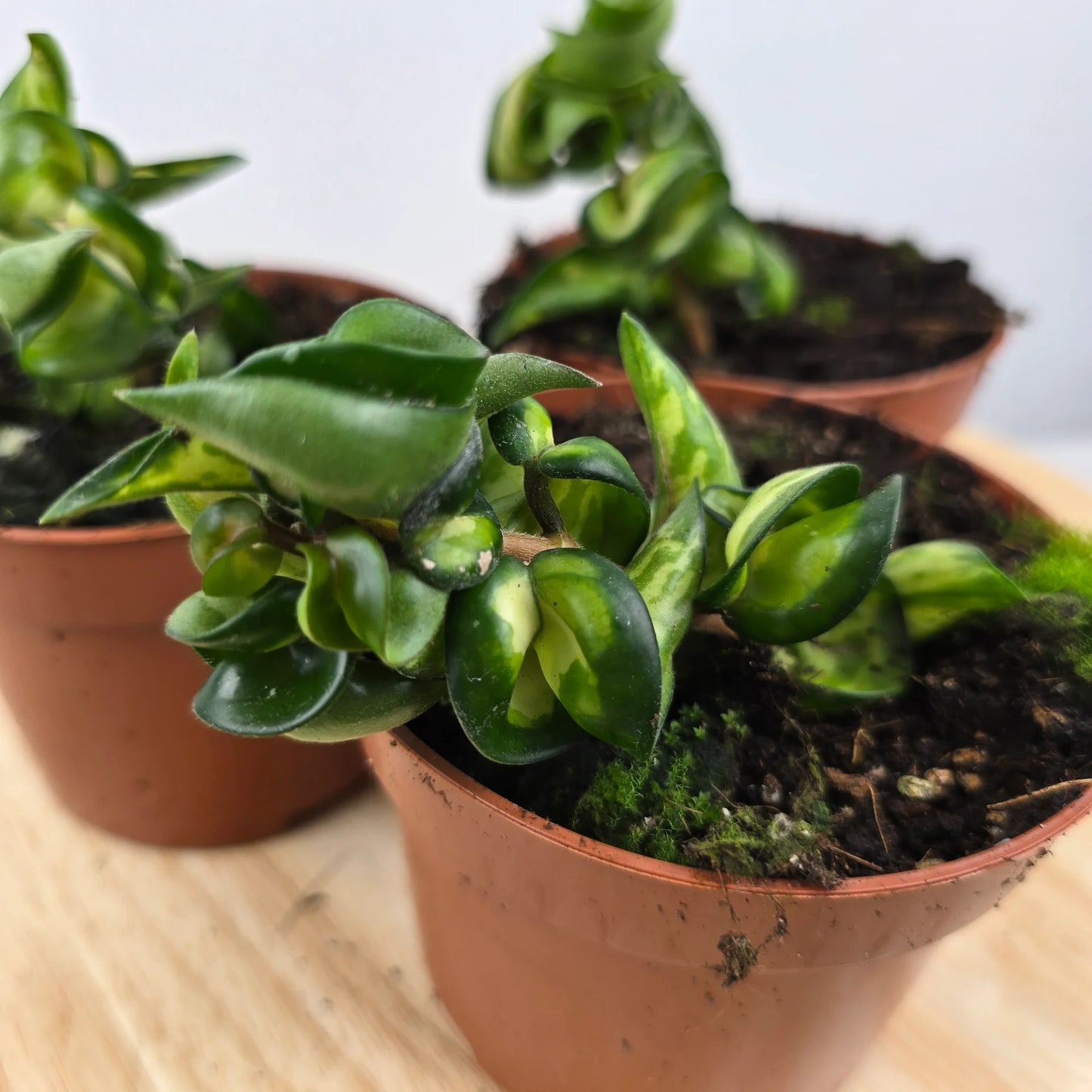 Hoya carnosa Compacta 'Mauna Loa'