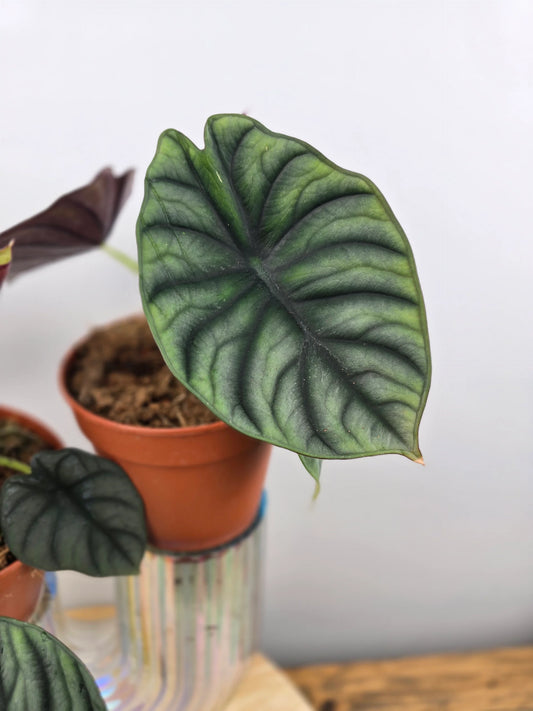 Alocasia nebula
