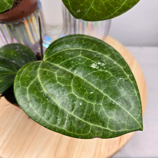 Hoya 'Sarawak Cream'