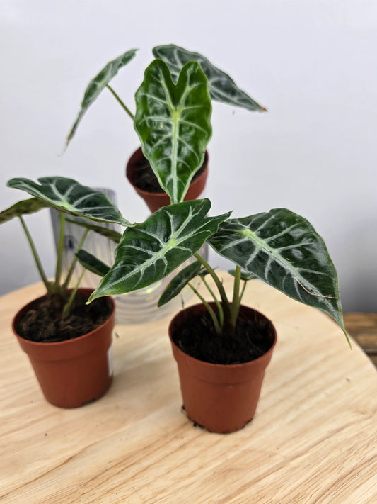 Alocasia Mandalay