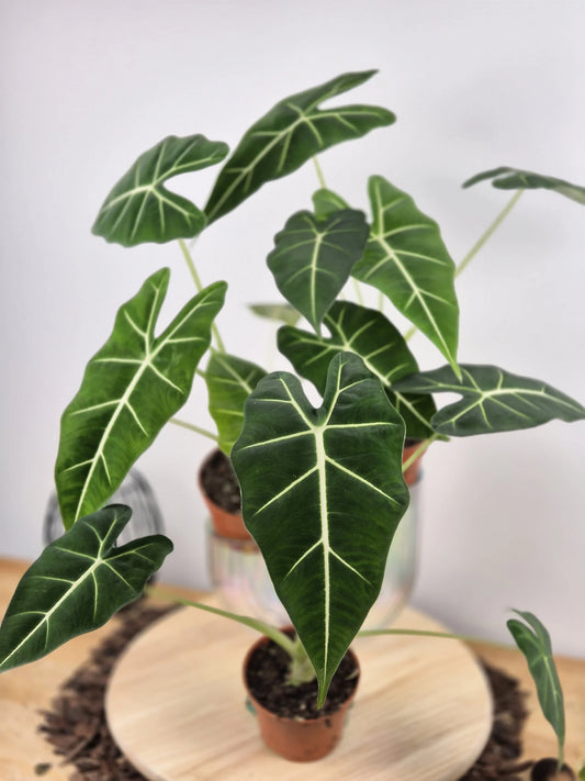Alocasia micholitziana 'Frydek'