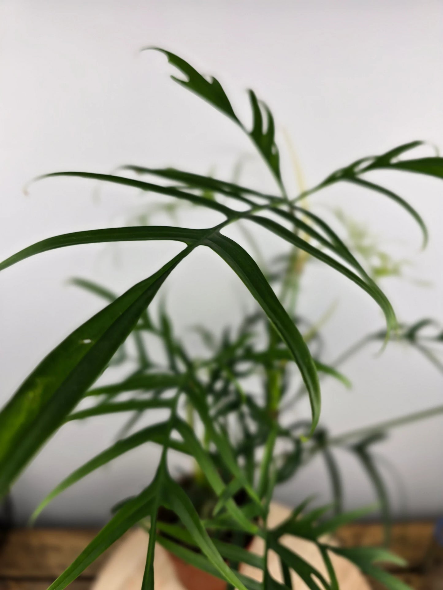 Philodendron polypodioides