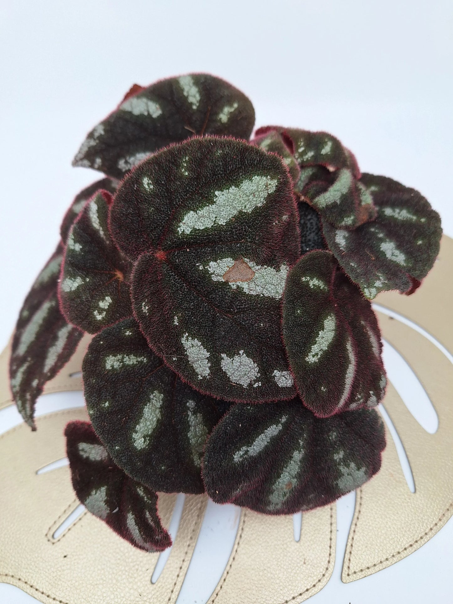 Begonia 'Ngoc Lac'