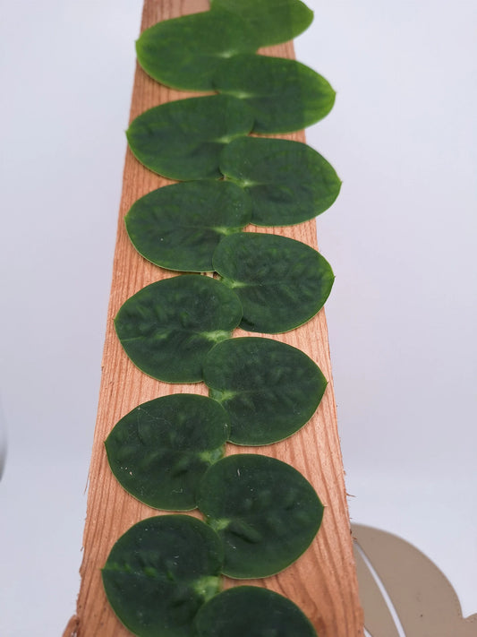 Rhaphidophora korthalsii Syn. celatocaulis