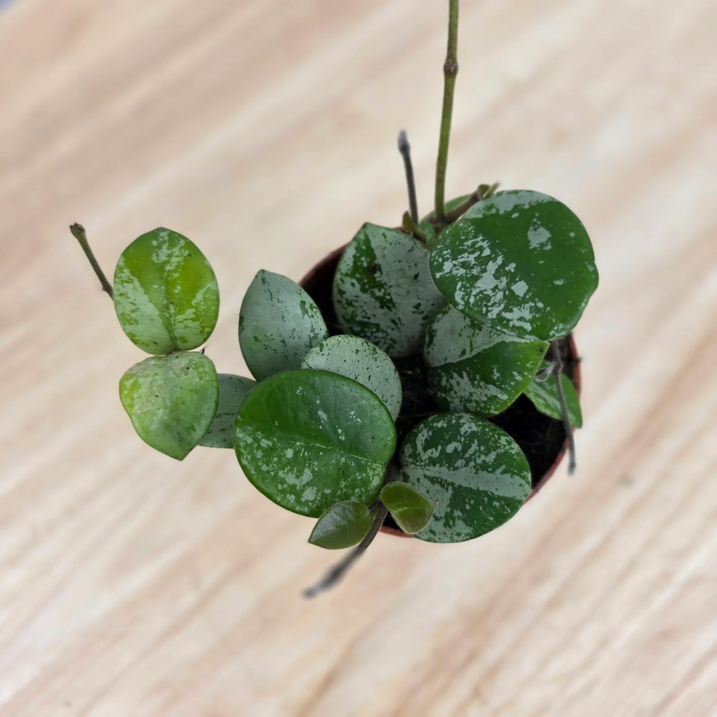 Hoya 'Mathilde Splash'