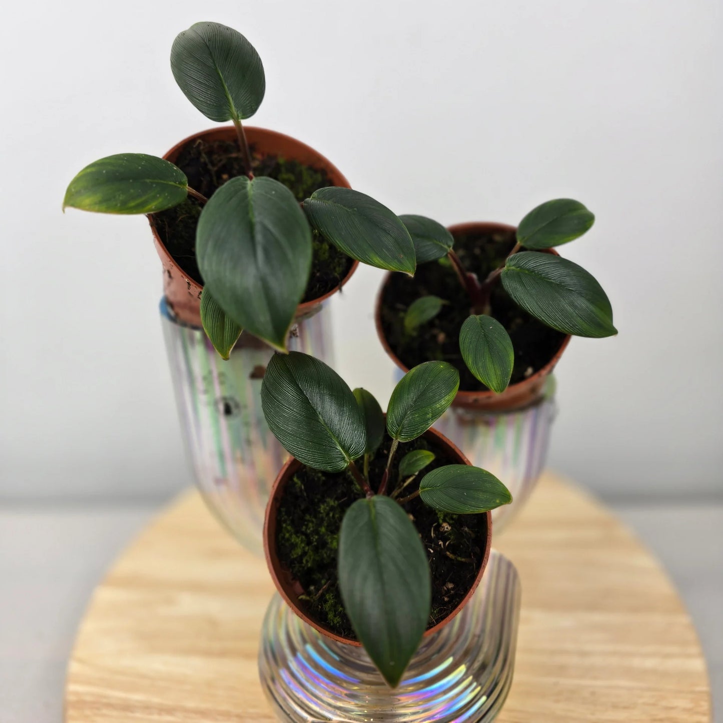 Homalomena wallisii 'Red Sumatra'