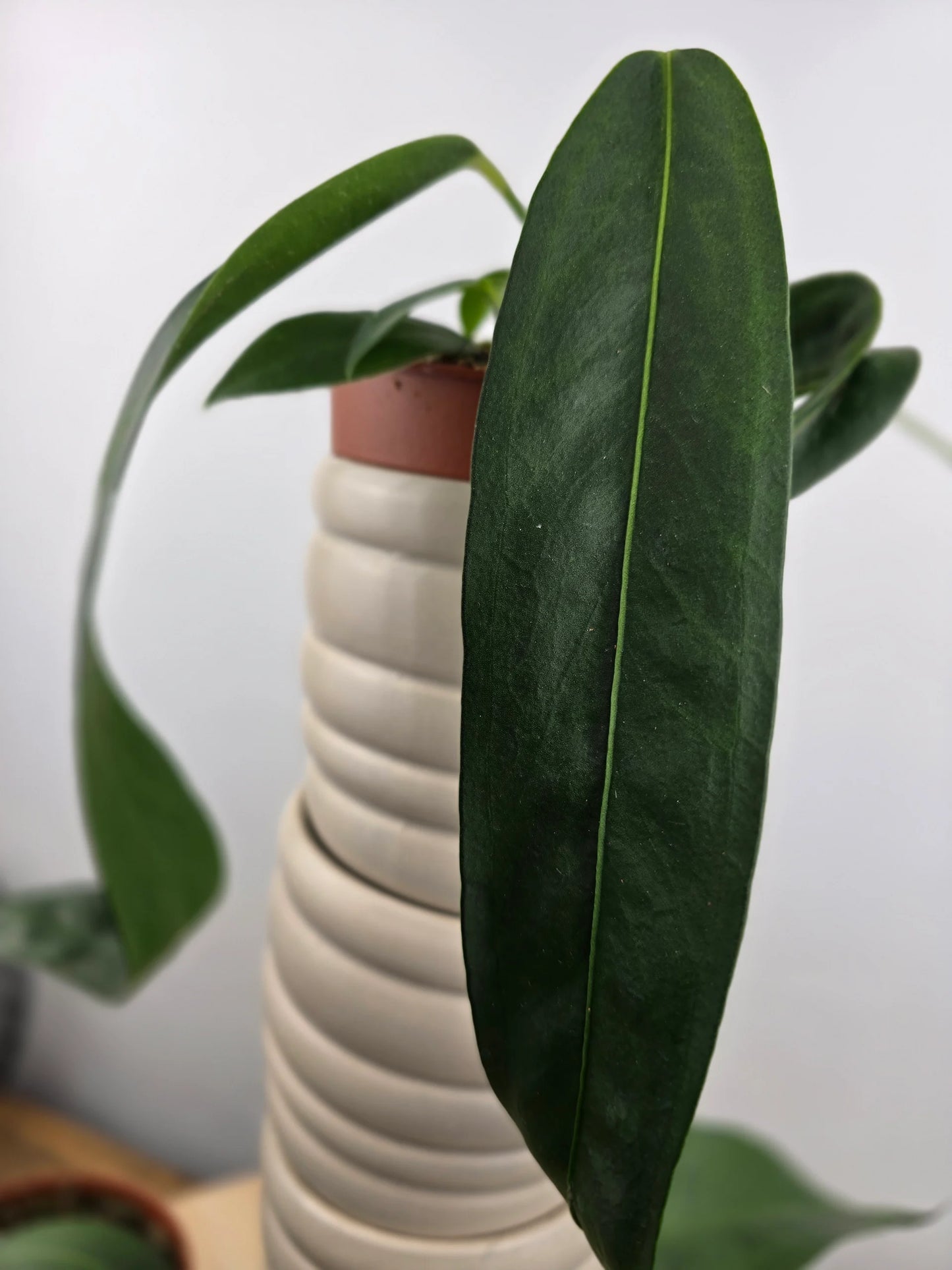 Anthurium Wendlingeri