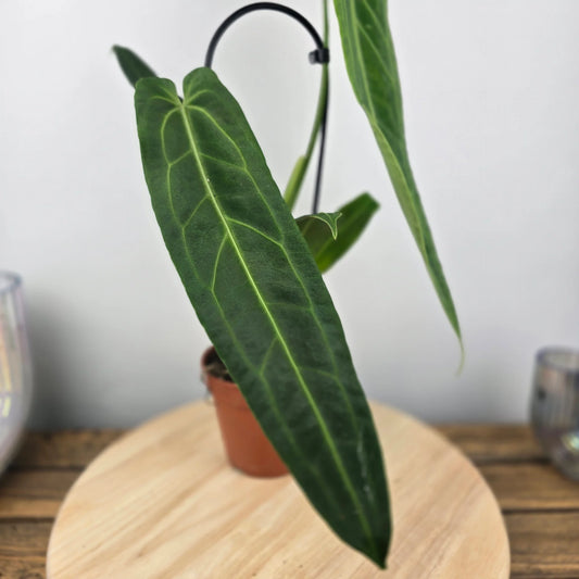 Anthurium warocqueanum 'L'