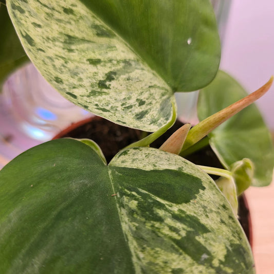 Philodendron hederaceum oxycardium 'Variegata'