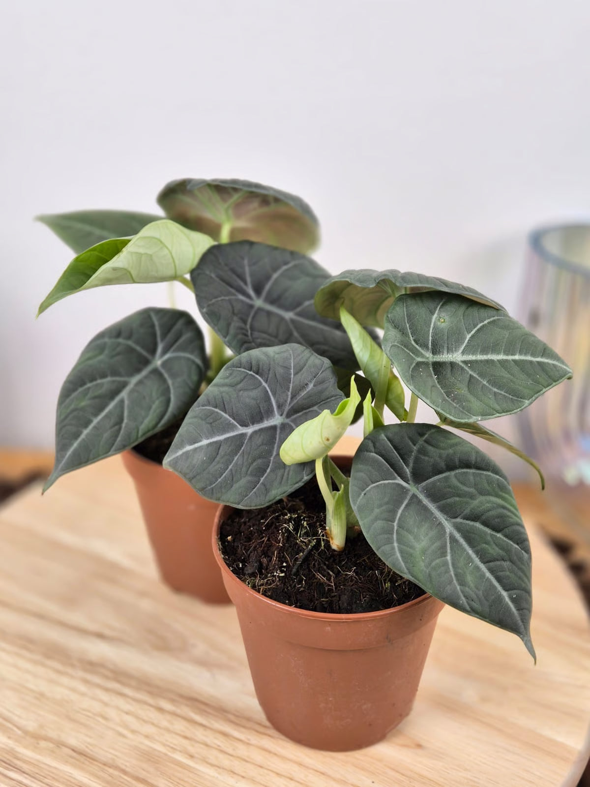 Alocasia Maharani