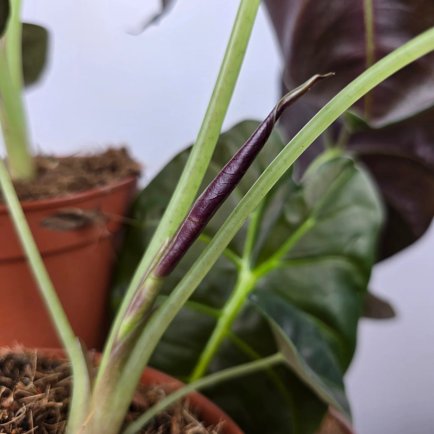 Alocasia 'Golden Bone'