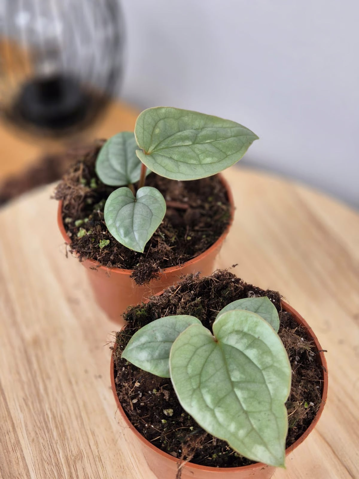 Anthurium Luxurians