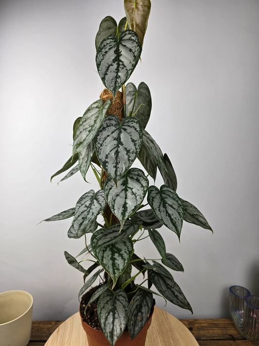 Philodendron brandtianum