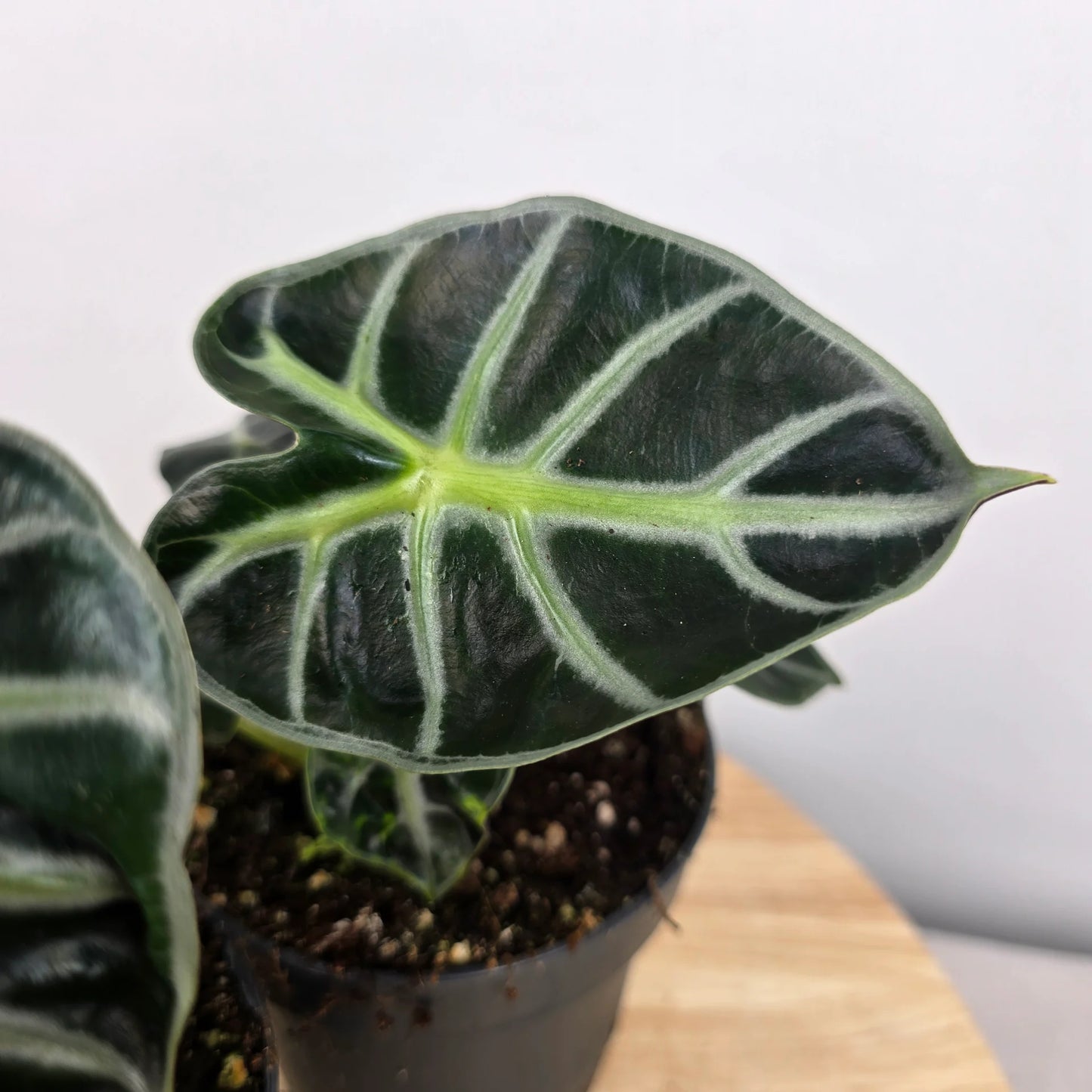 Alocasia Balloon Heart