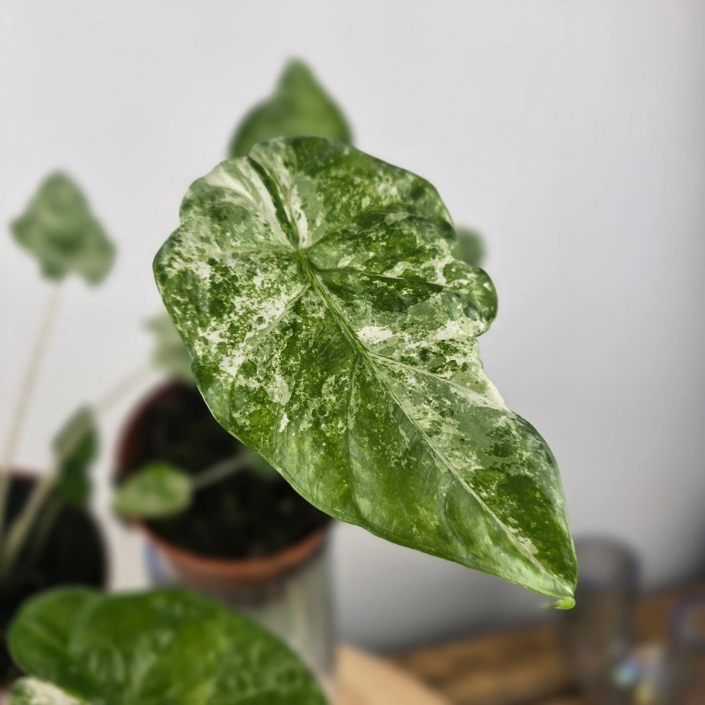 Alocasia odora 'Batik Variegata'