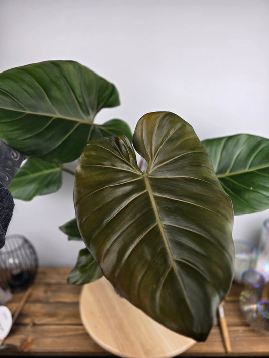 Philodendron 'Summer Glory'