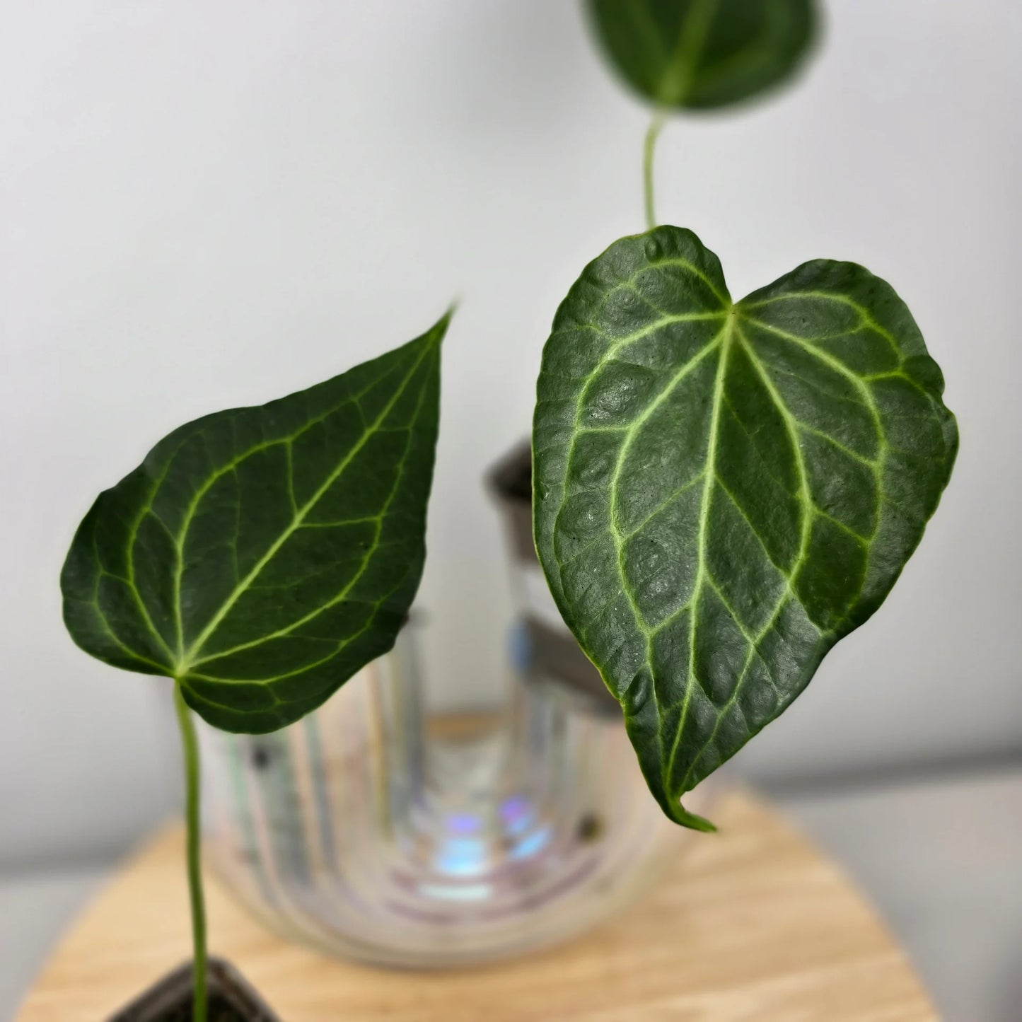 Anthurium Delta Force