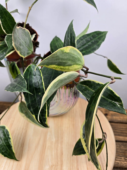 Hoya macrophylla variegata