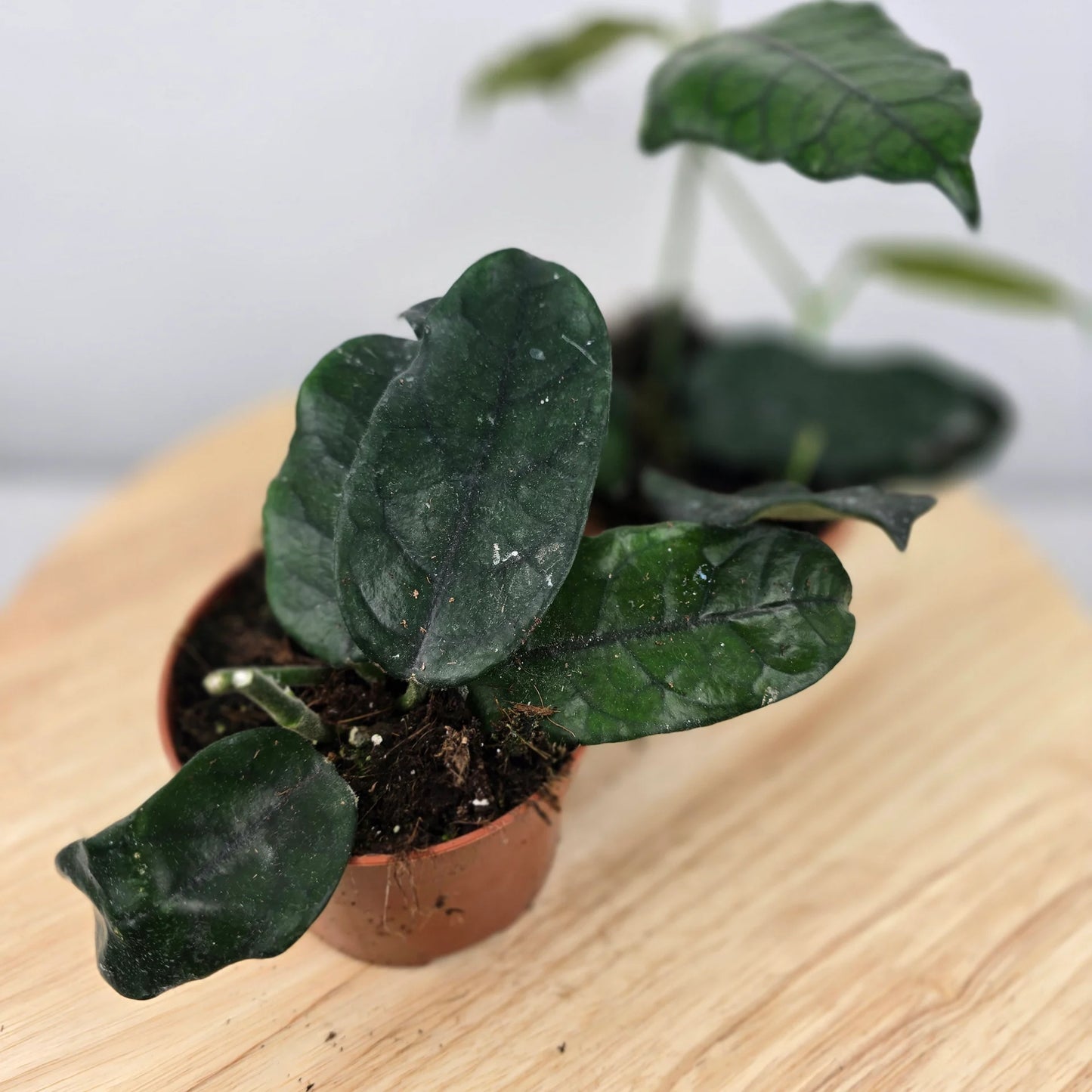 Hoya villosa (globulosa)