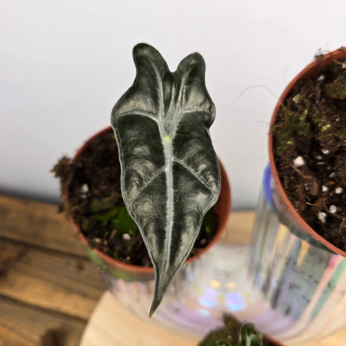 Alocasia Sanderiana Nobilis 'S'