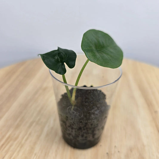 Alocasia Sinuata (JP)