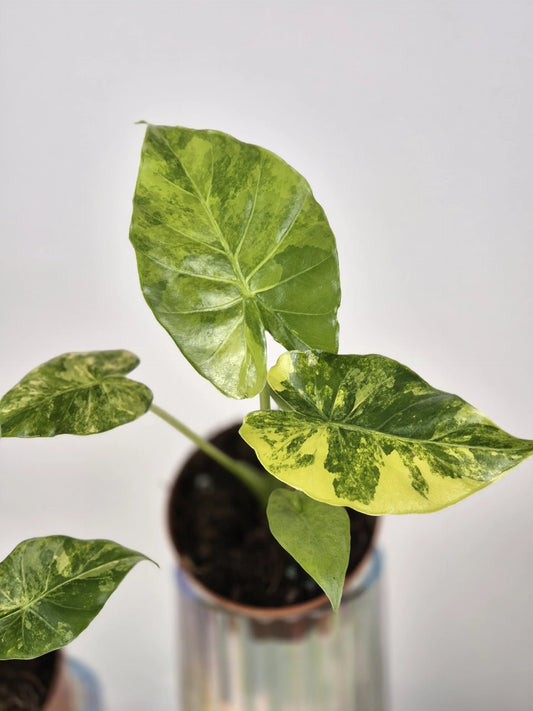 Alocasia gageana 'aurea'