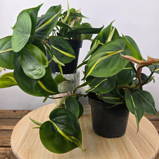 Philodendron scandens 'Brasil'