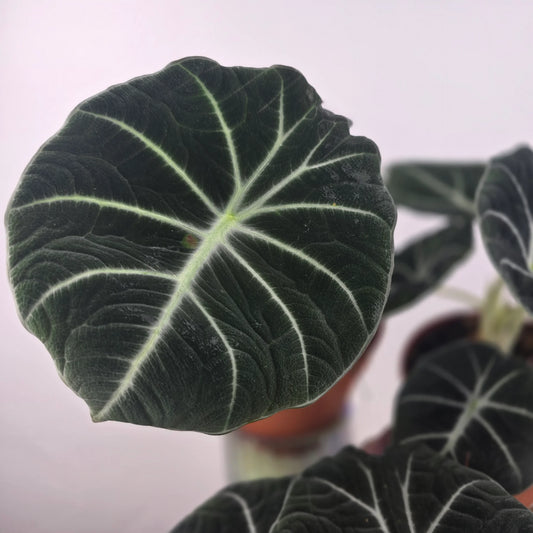 Alocasia 'Black Velvet'