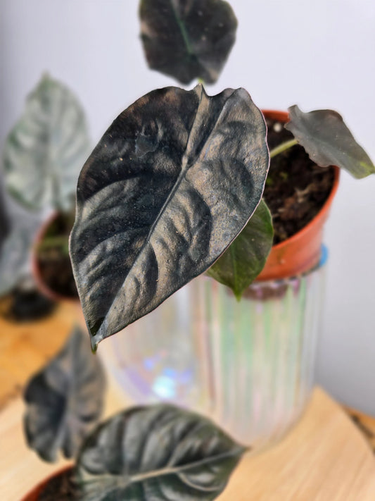 Alocasia infernalis 'Black Magic'
