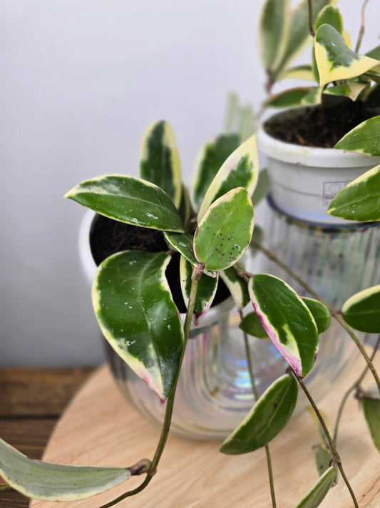 Hoya acuta 'variegata'