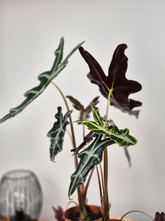 Alocasia Sanderiana 'Nobilis'