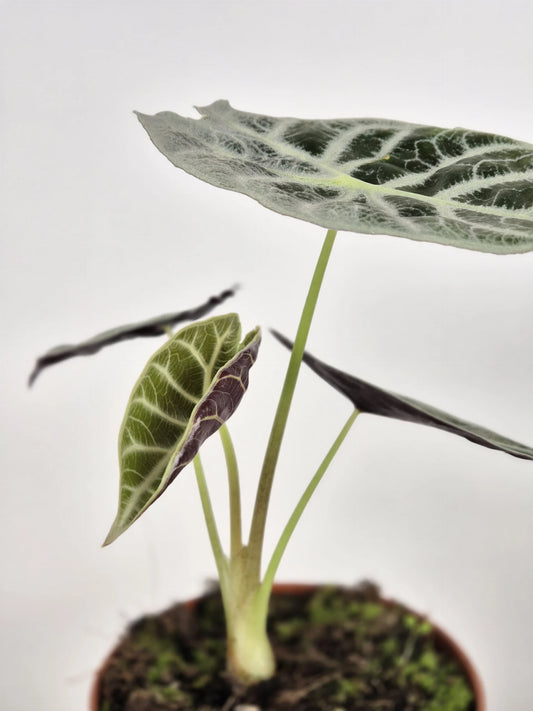 Alocasia Watsoniana 'Lightning'