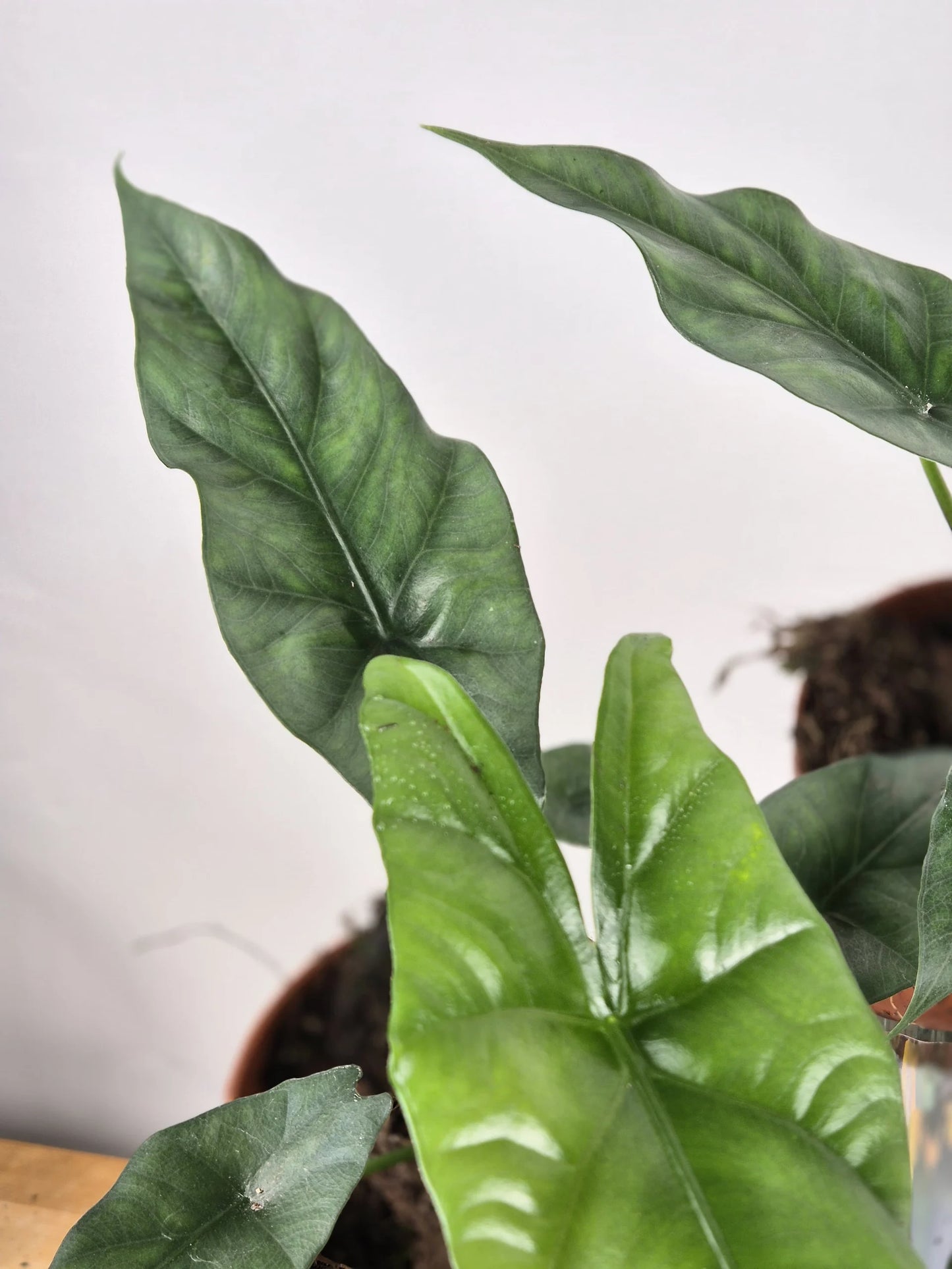 Alocasia Simpo