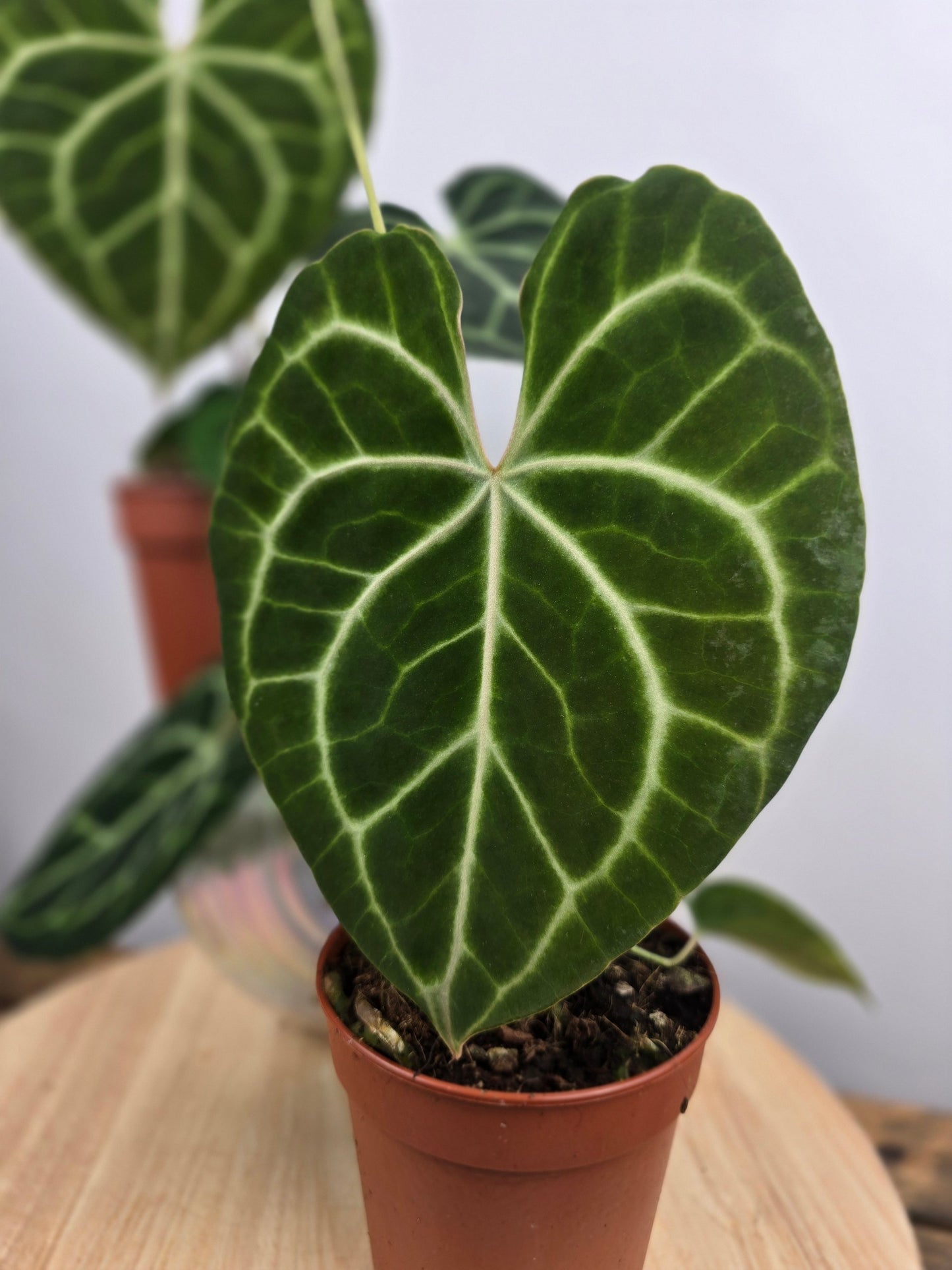 Anthurium clarinervium