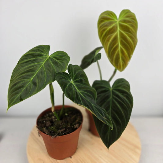 Philodendron 'Splendid'