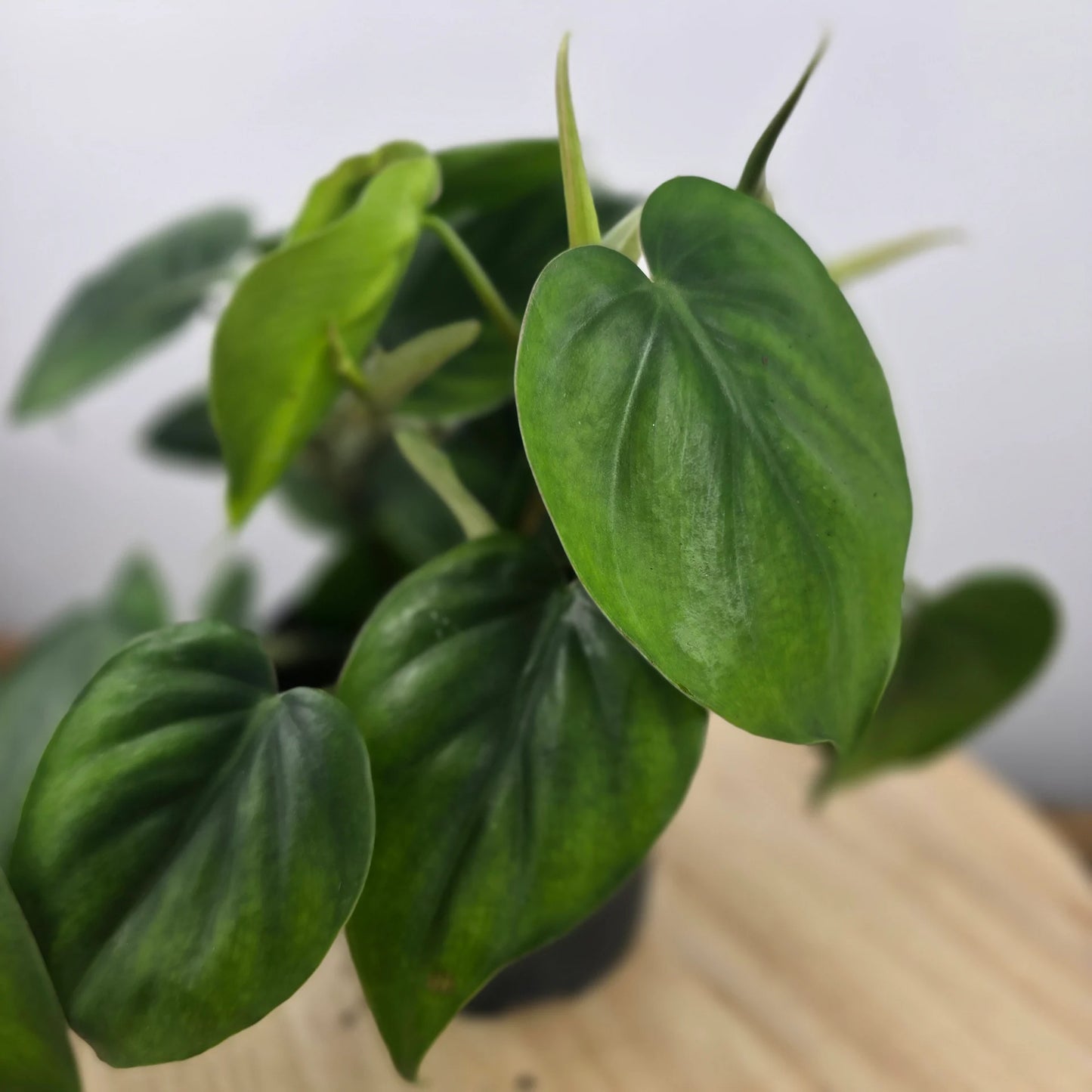 Philodendron scandens