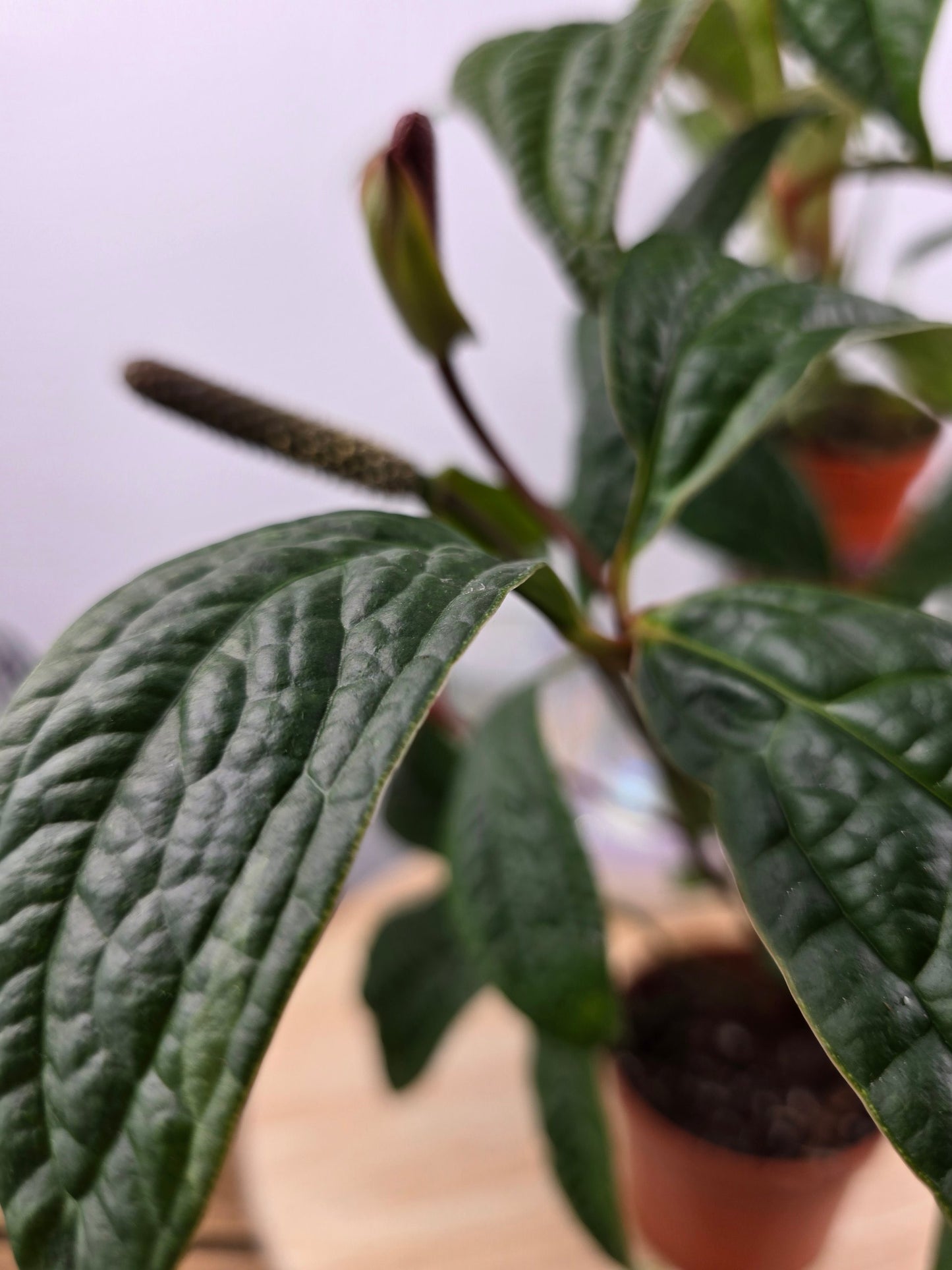Anthurium arisaemoides